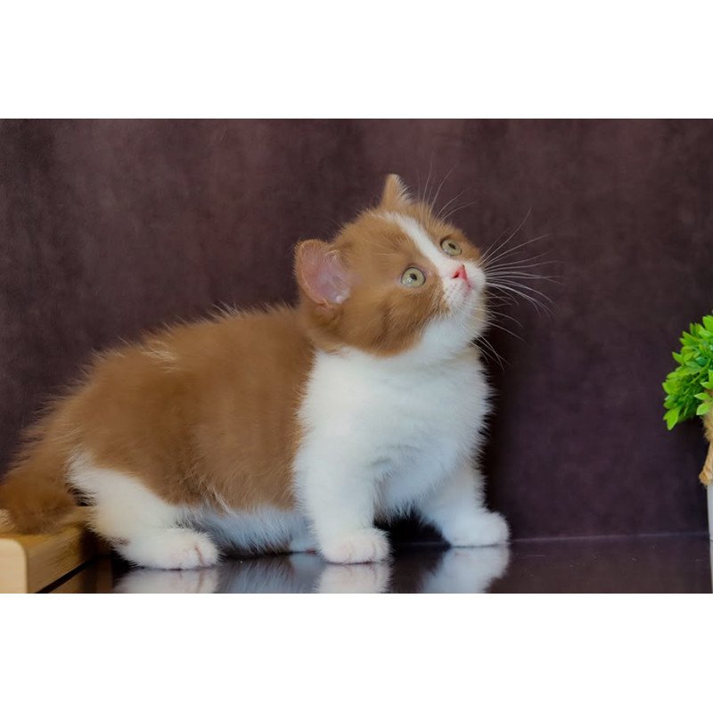 Munchkin NOV Fantasy