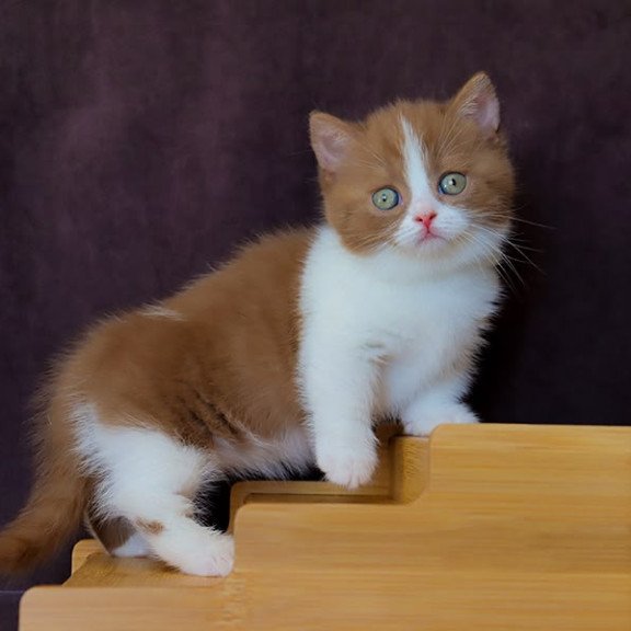 Munchkin NOV Fantasy