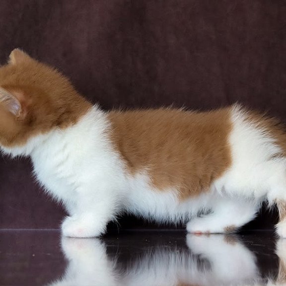 Munchkin NOV Fantasy