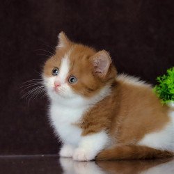 Munchkin NOV Fortune