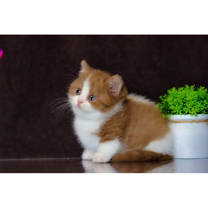 Munchkin NOV Fortune