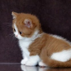 Munchkin NOV Fortune