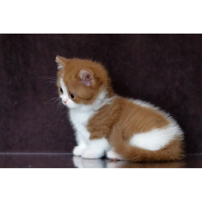 Munchkin NOV Fortune
