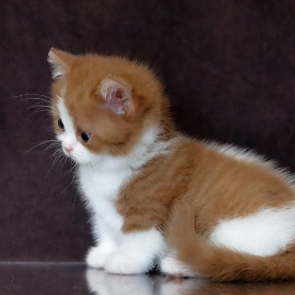 Munchkin NOV Fortune