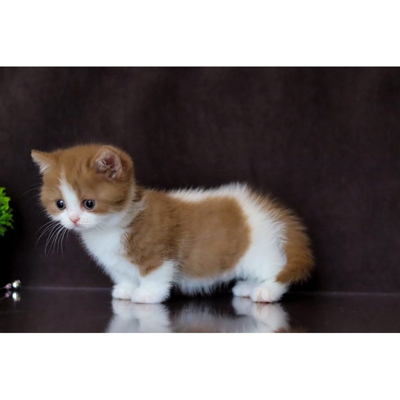 Munchkin NOV Fortune