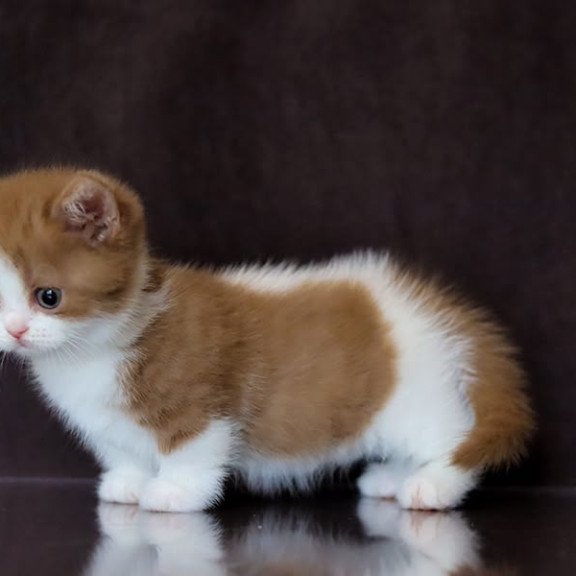 Munchkin NOV Fortune