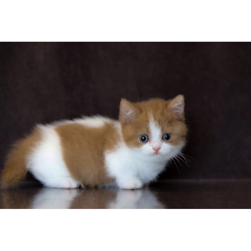 Munchkin NOV Fortune