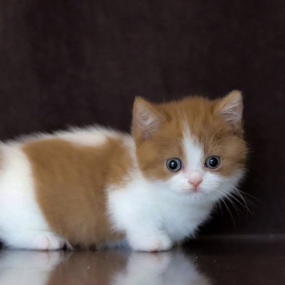 Munchkin NOV Fortune