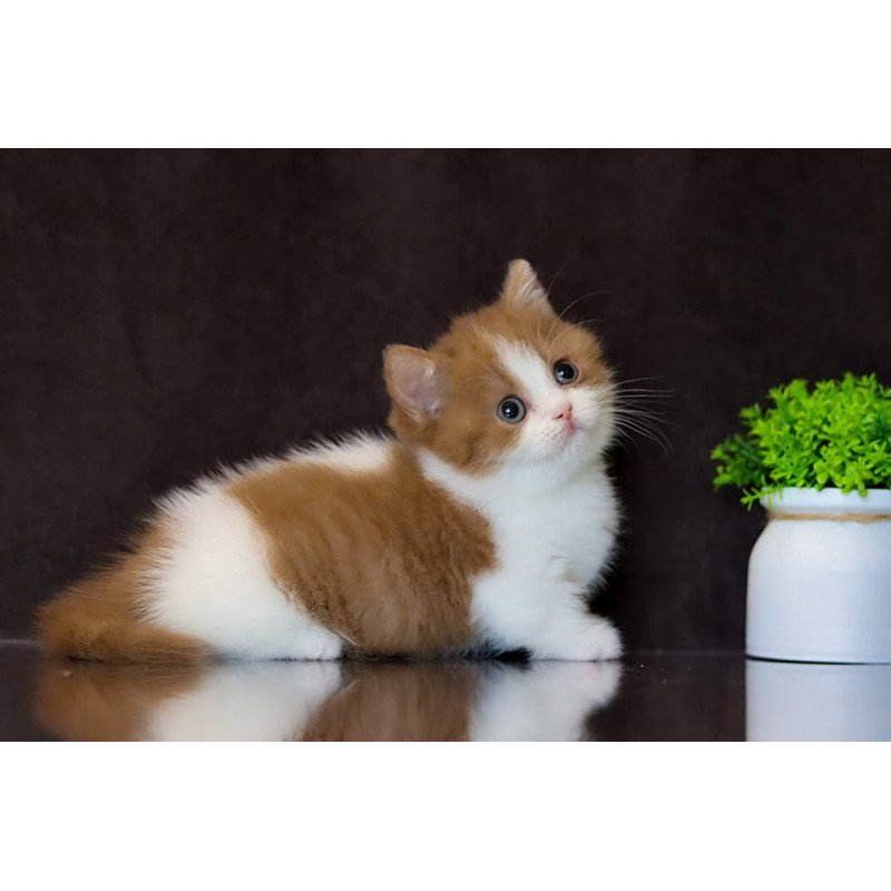 Munchkin NOV Fortune