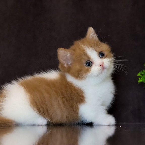 Munchkin NOV Fortune
