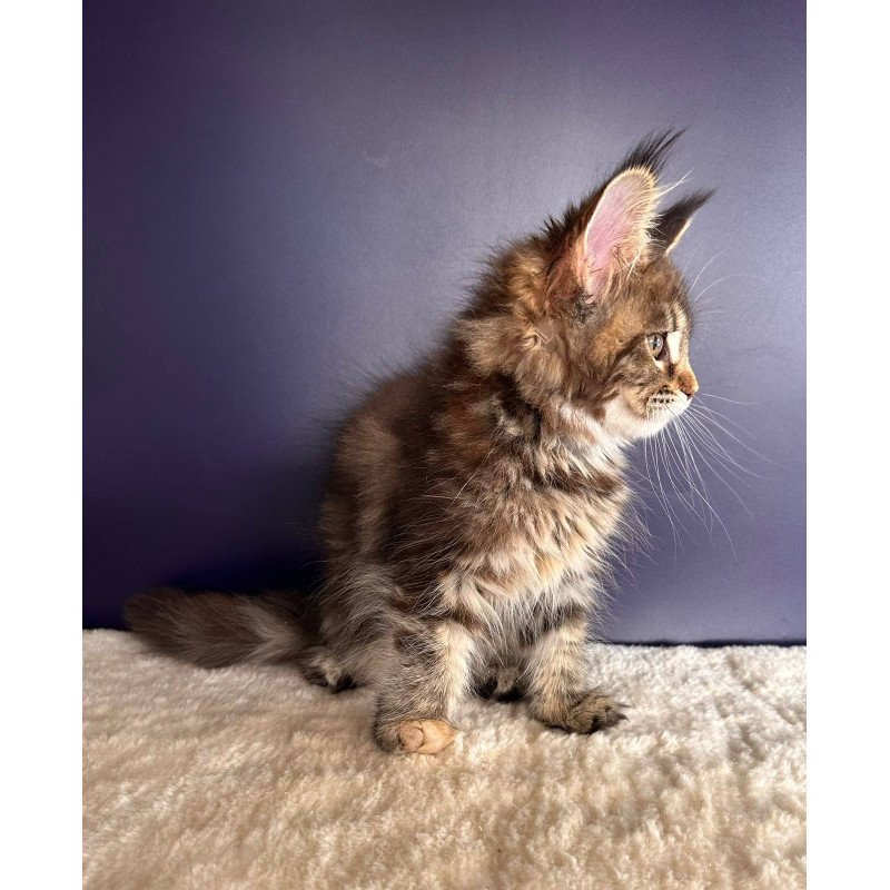 Maine Coon NOV Tais