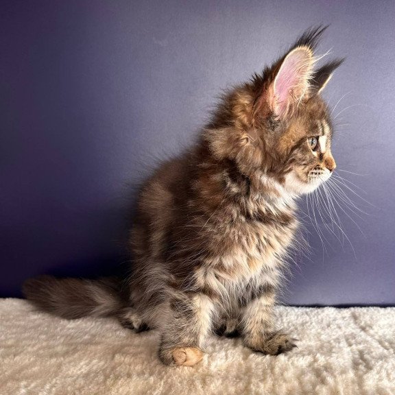 Maine Coon NOV Tais
