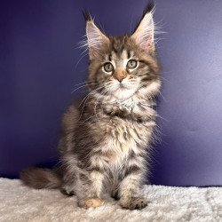 Maine Coon NOV Tais
