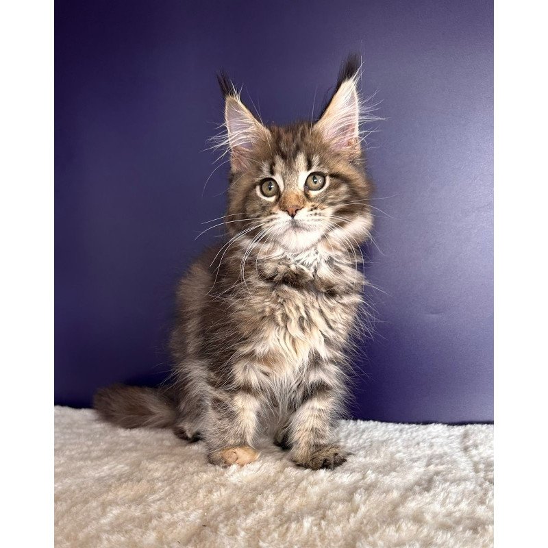 Maine Coon NOV Tais