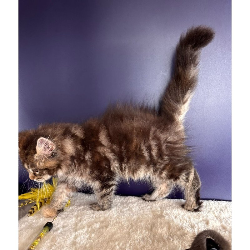 Maine Coon NOV Tais