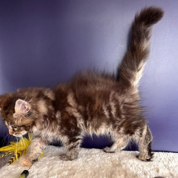 Maine Coon NOV Tais