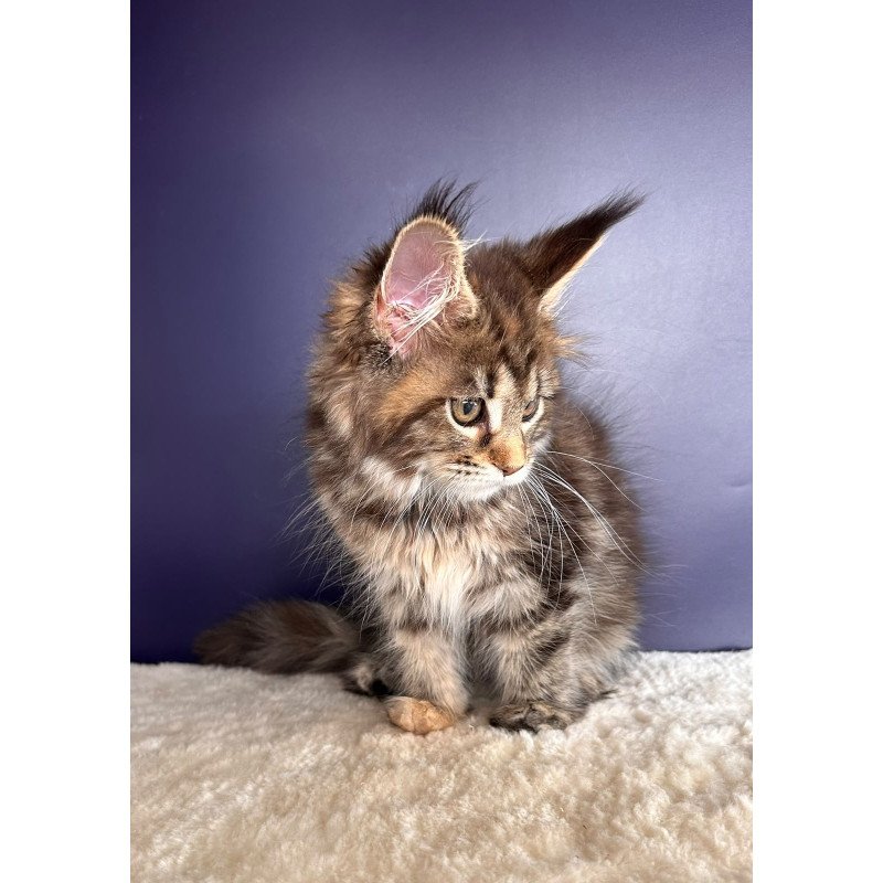 Maine Coon NOV Tais