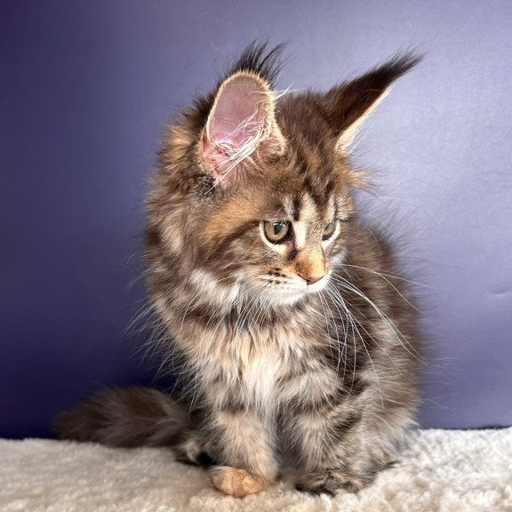 Maine Coon NOV Tais
