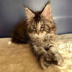 Maine Coon NOV Taya