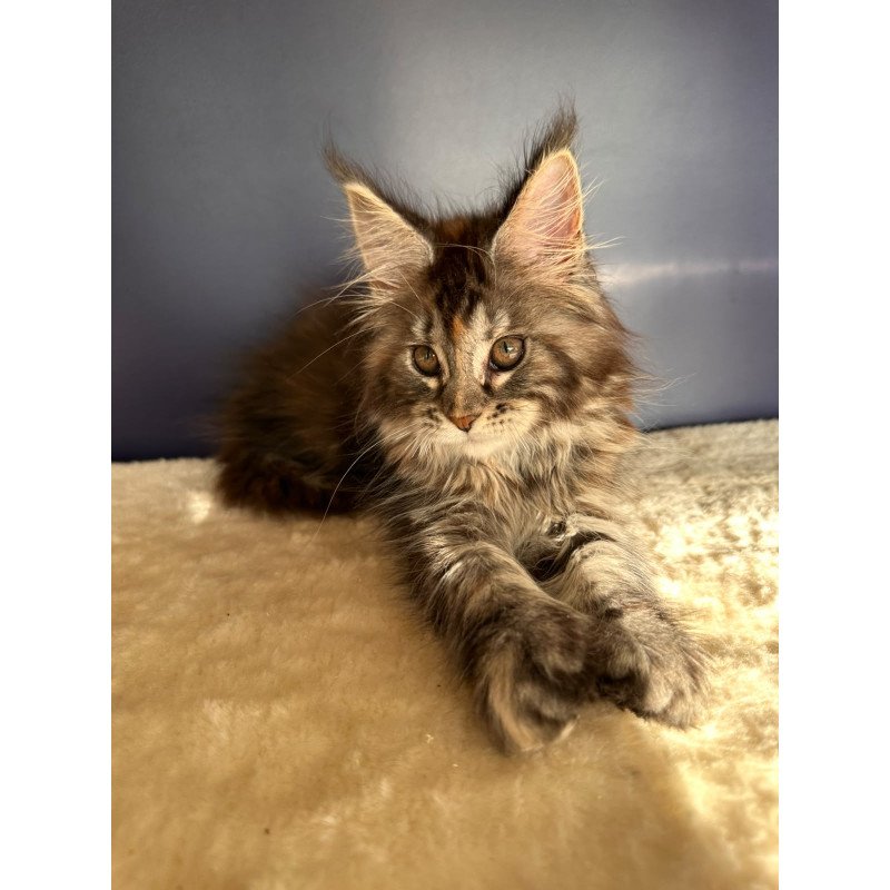 Maine Coon NOV Taya