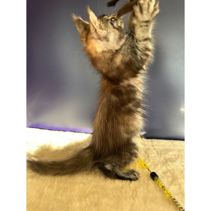 Maine Coon NOV Taya