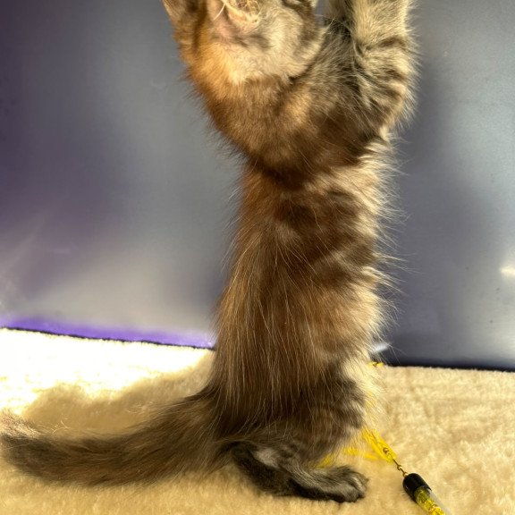 Maine Coon NOV Taya