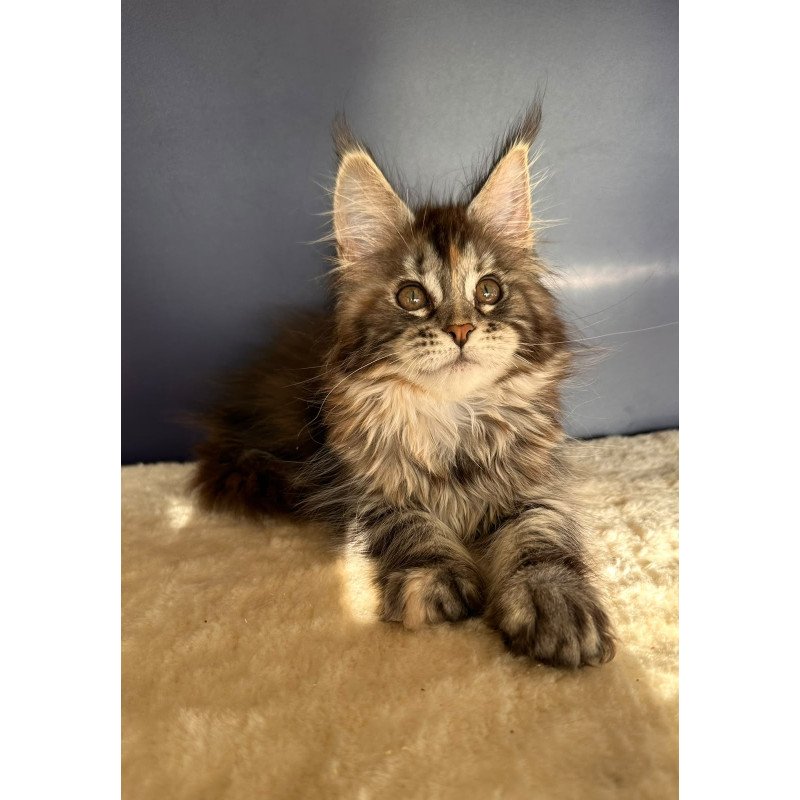 Maine Coon NOV Taya
