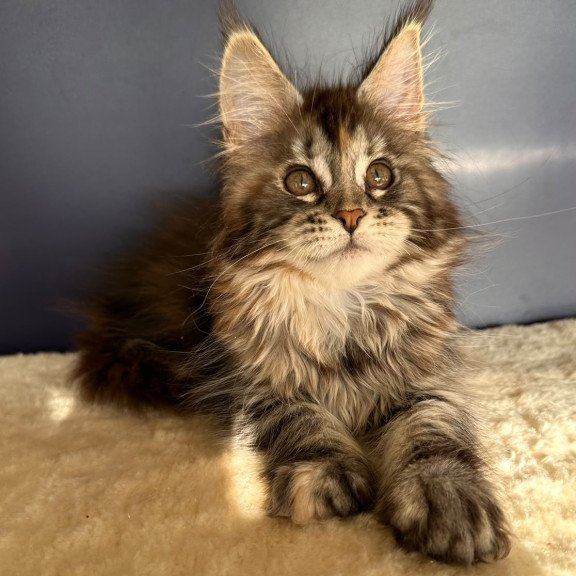 Maine Coon NOV Taya