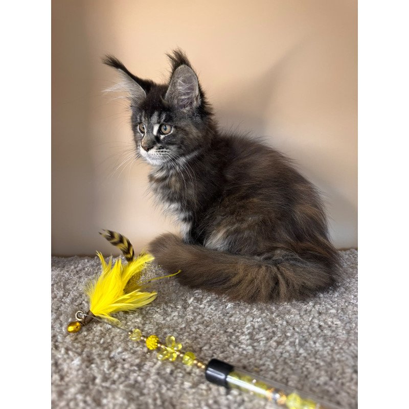 Maine Coon NOV Sally