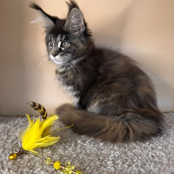 Maine Coon NOV Sally