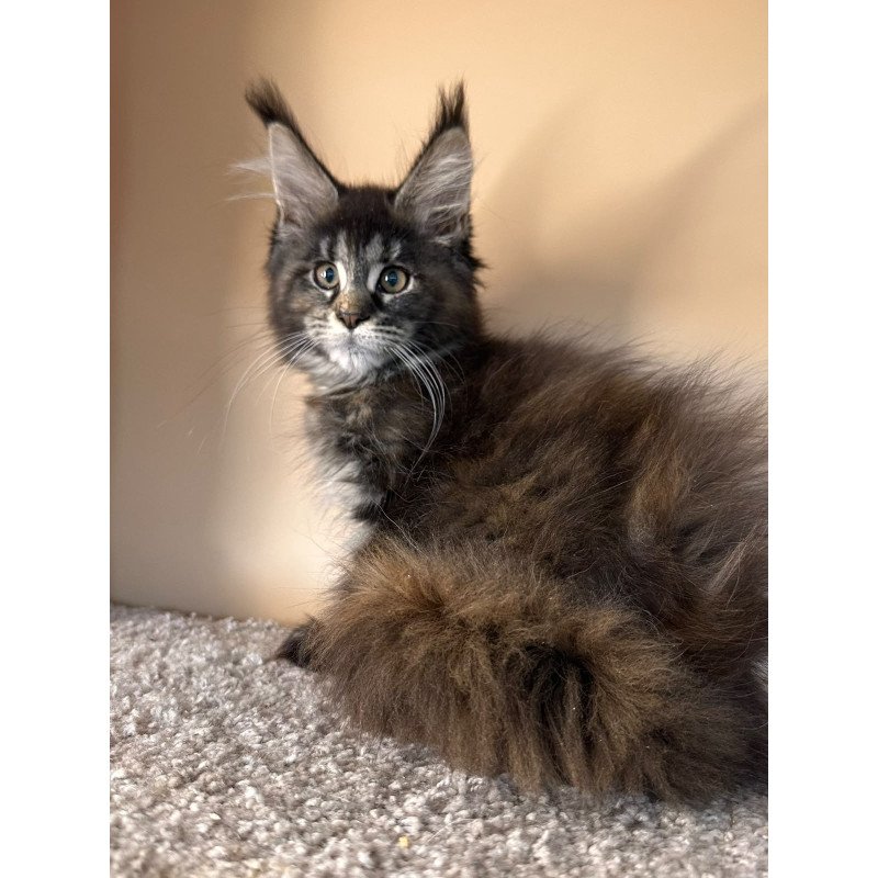 Maine Coon NOV Sally