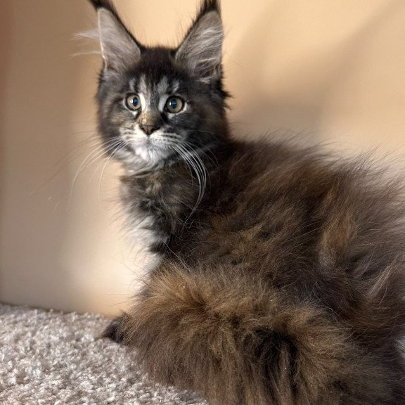 Maine Coon NOV Sally