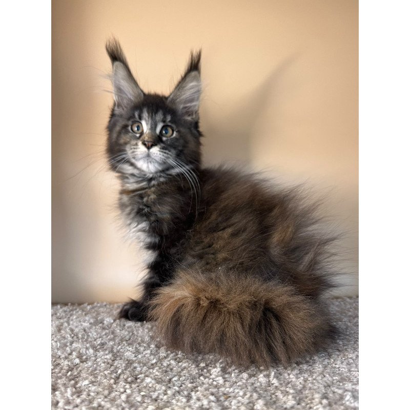 Maine Coon NOV Sally