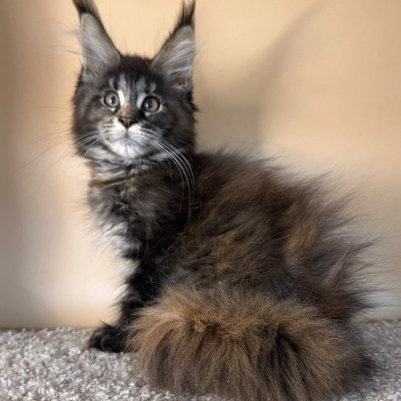 Maine Coon NOV Sally