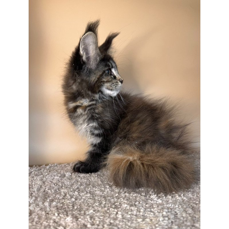 Maine Coon NOV Sally