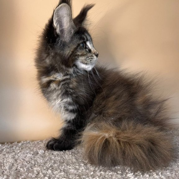 Maine Coon NOV Sally