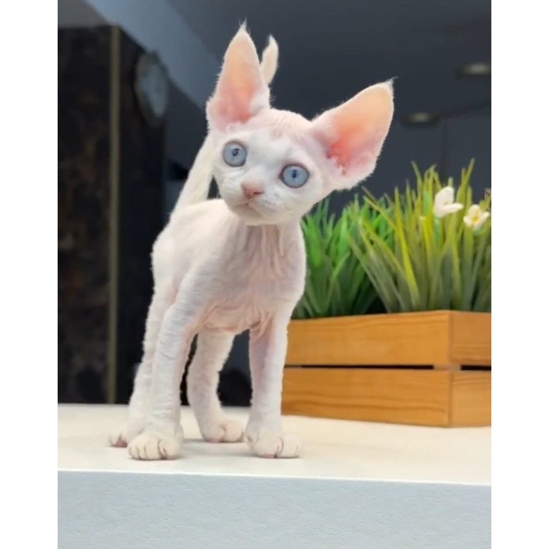Devon Rex NOV Snow