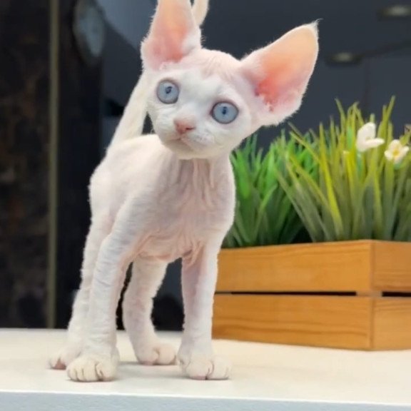 Devon Rex NOV Snow