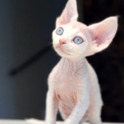 Devon Rex NOV Snow