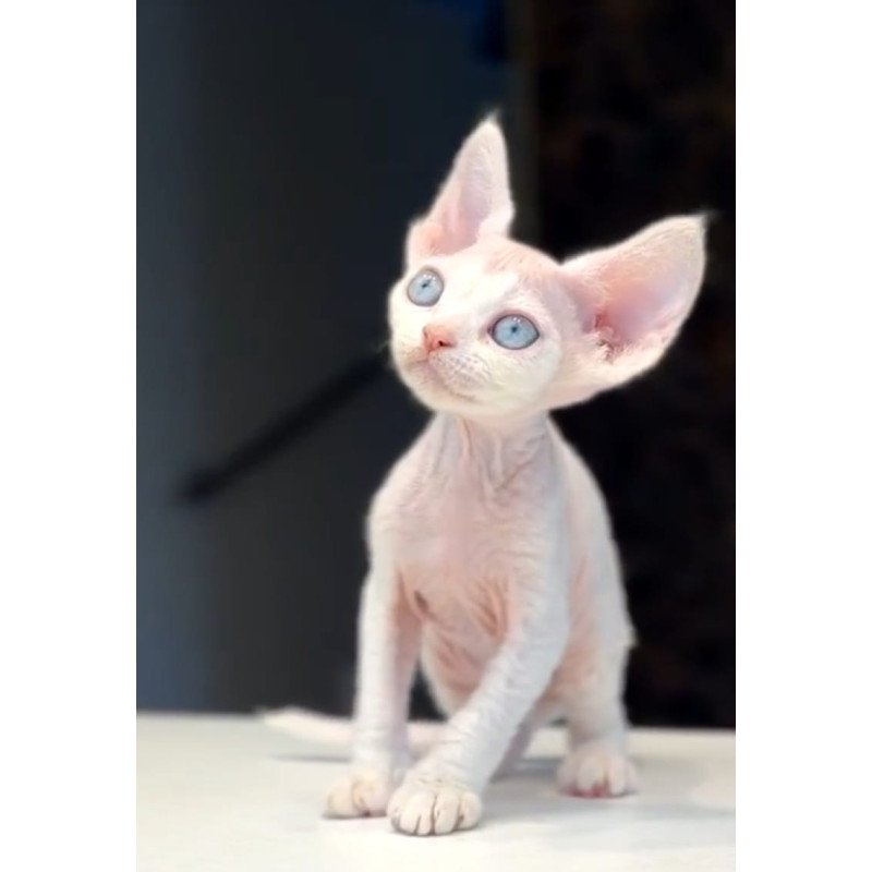 Devon Rex NOV Snow