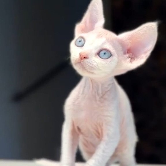 Devon Rex NOV Snow
