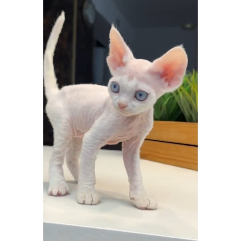 Devon Rex NOV Snow