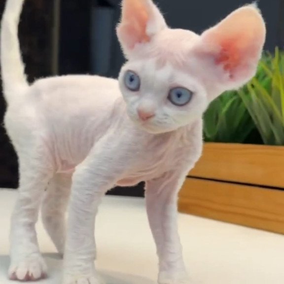 Devon Rex NOV Snow