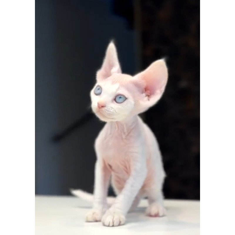 Devon Rex NOV Snow