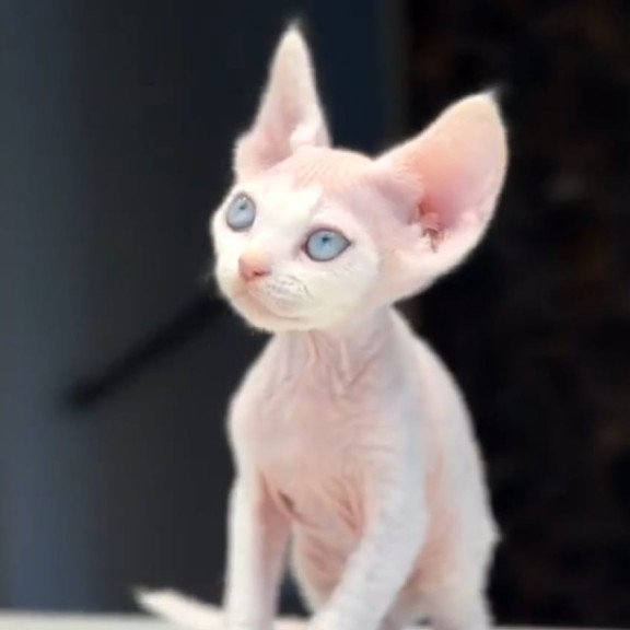 Devon Rex NOV Snow