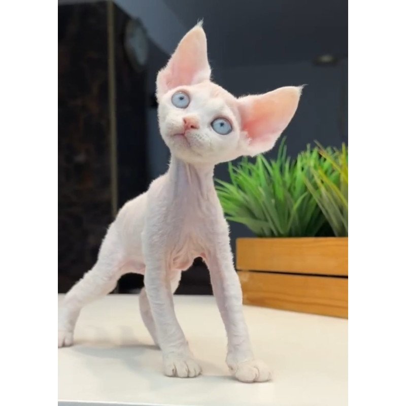 Devon Rex NOV Snow