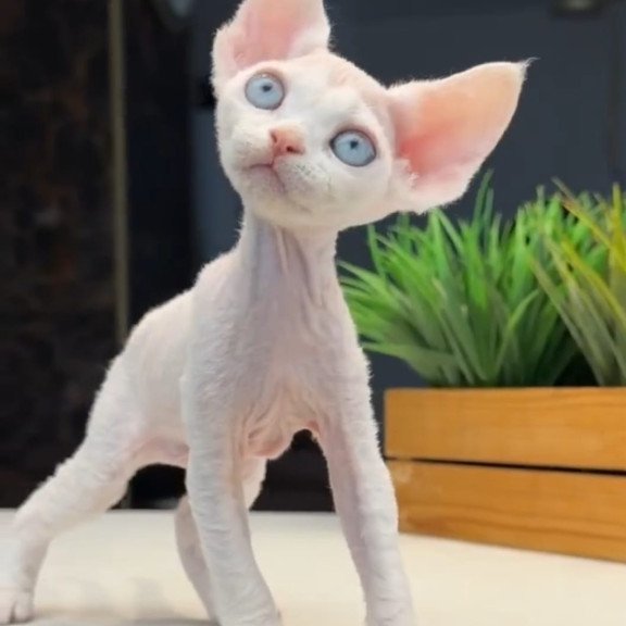 Devon Rex NOV Snow