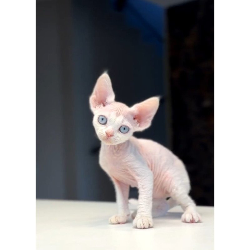 Devon Rex NOV Snow