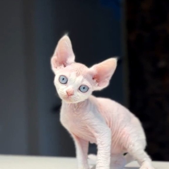 Devon Rex NOV Snow