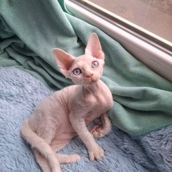 Devon Rex NOV Genri